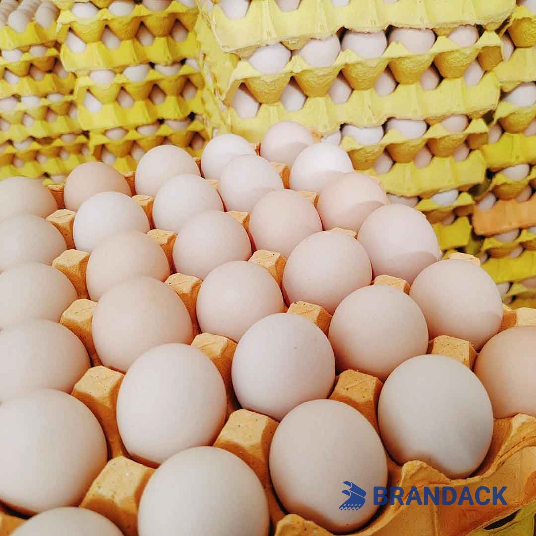 corrugated carton manufacturers