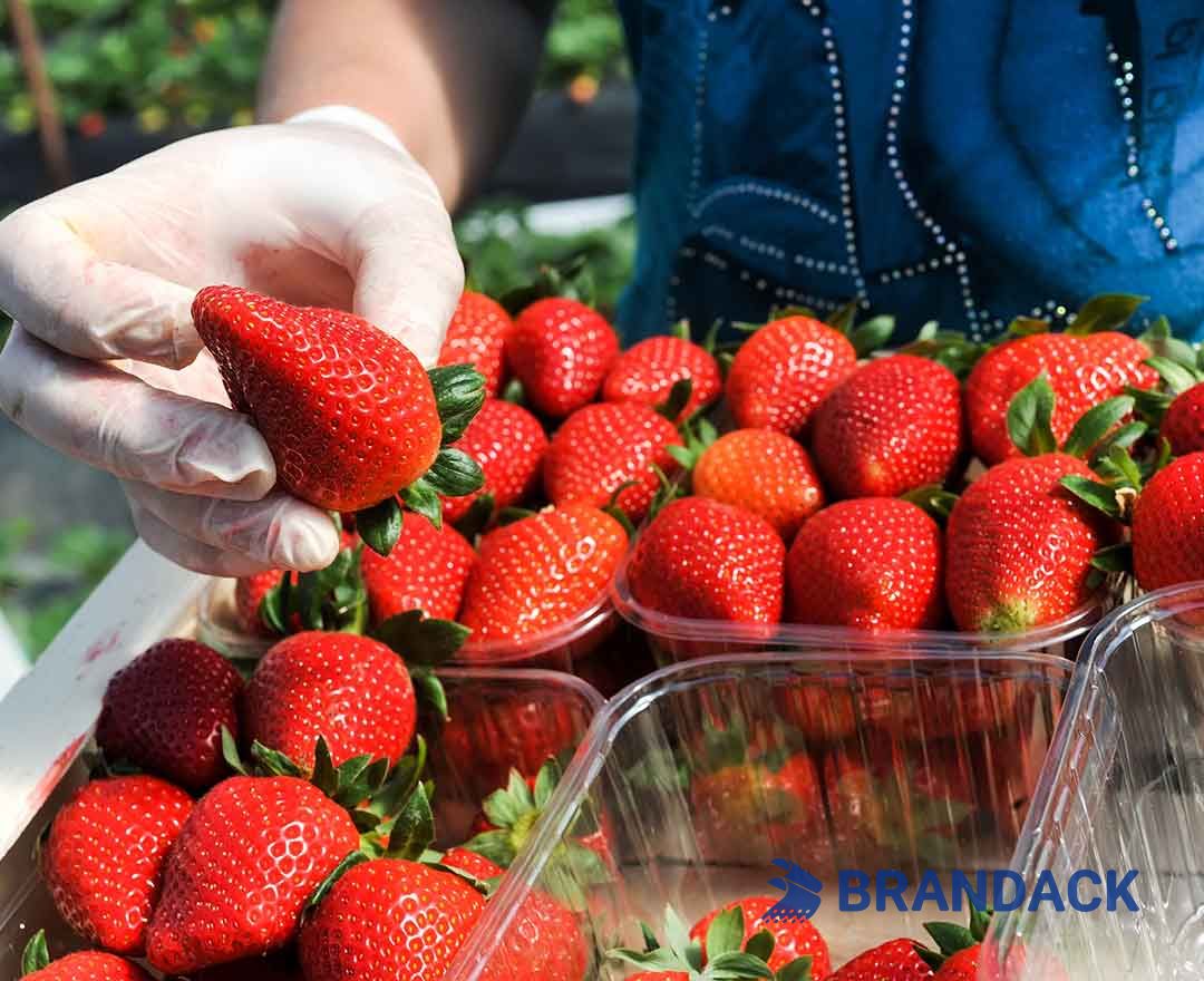 Strawberry Blister Packaging Boxes, Valentines Strawberry Gift Package Box, Strawberry Flat Carton Boxes Strawberry Blister Packaging Boxes, Valentines Strawberry Gift Package Box, Strawberry Flat Carton Boxes
