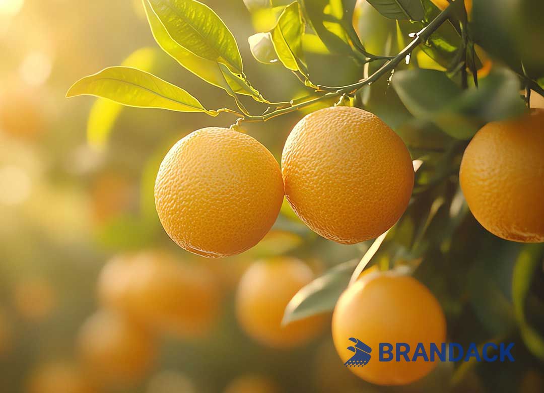 Custom Orange Fruit Packaging Boxes for Moving, Orange Cardboard Gift Package Box for Delivery