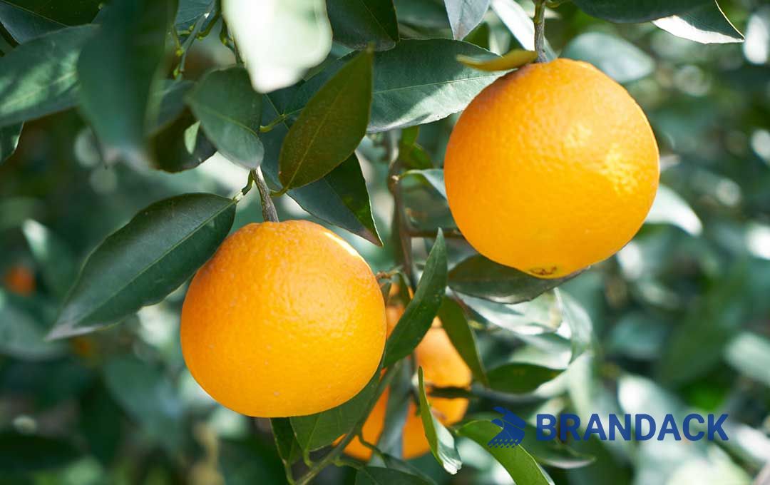Custom Orange Fruit Packaging Boxes for Moving, Orange Cardboard Gift Package Box for Delivery