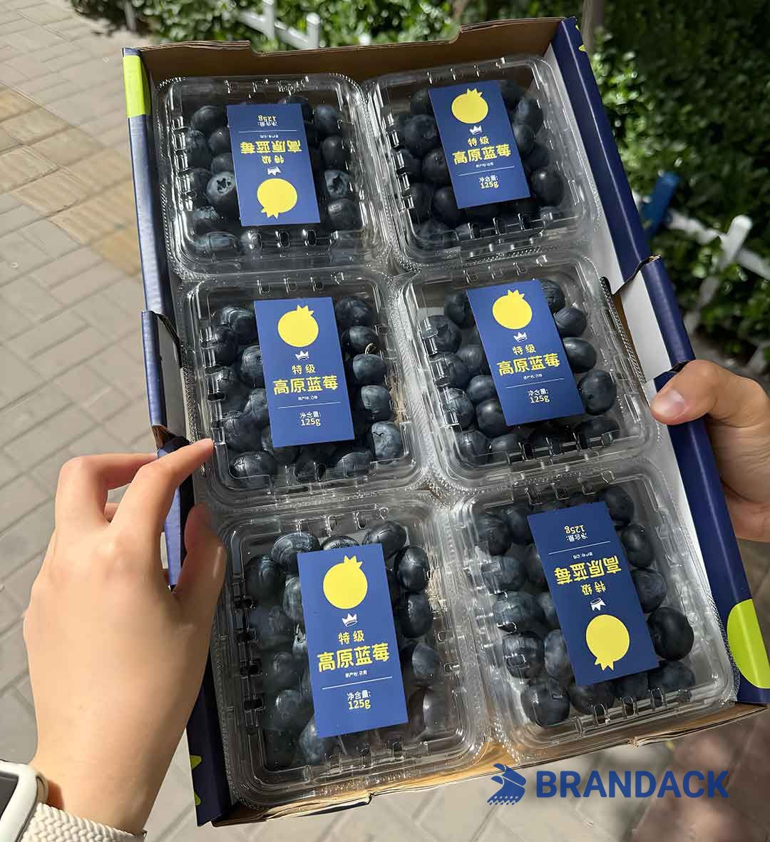 Blueberry Fruit Packaging Boxes, 5 10 LB Blueberry Plastic Packaging Containers, Custom Package of Blueberries