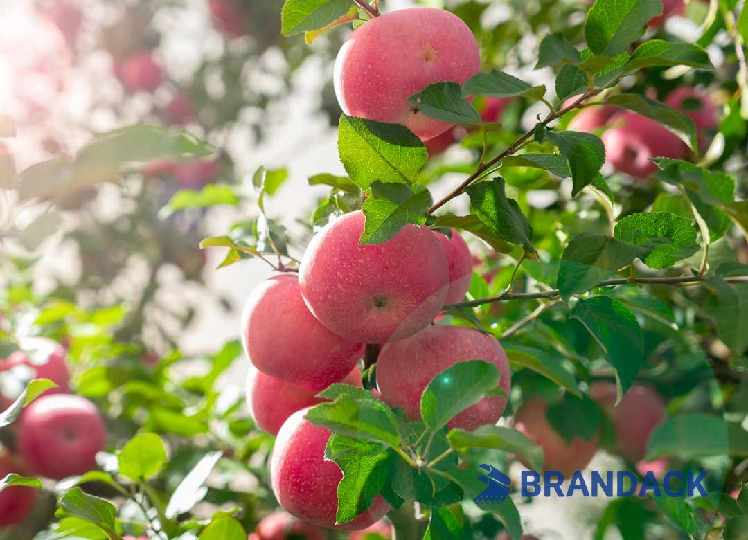 Custom Apple Fruit Packaging Boxes Design, Apple Carton Package and Shipping Boxes