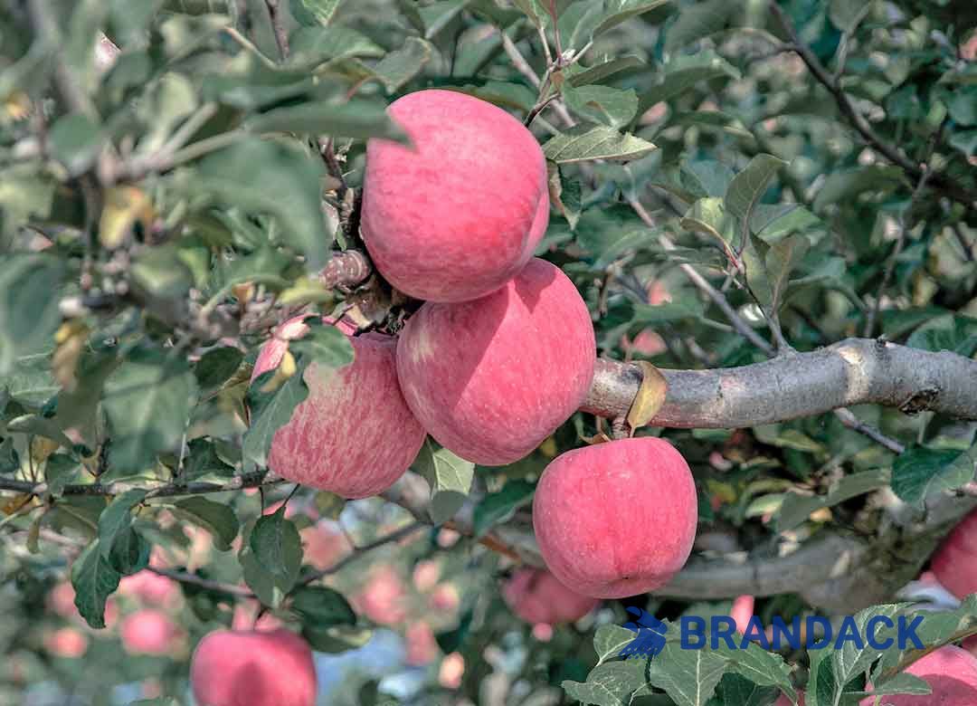 Custom Apple Fruit Packaging Boxes Design, Apple Carton Package and Shipping Boxes