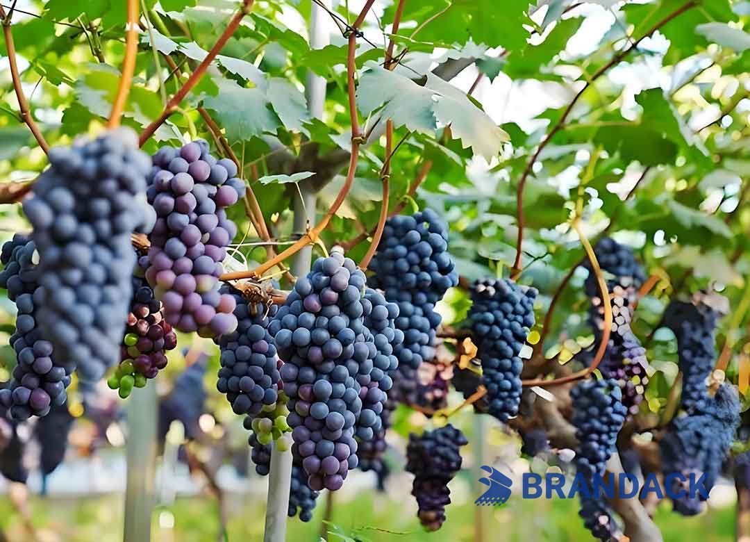 Custom Grape Fruit Packaging Boxes, Grape Packing Boxes for Moving