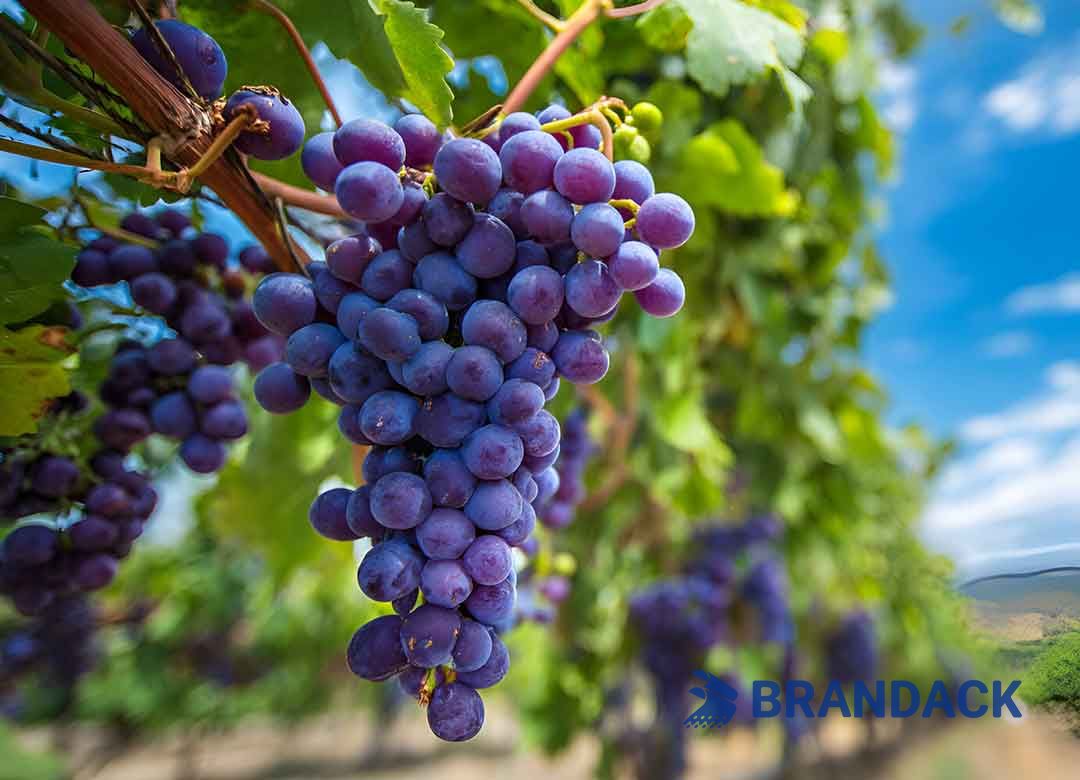 Custom Grape Fruit Packaging Boxes, Grape Packing Boxes for Moving