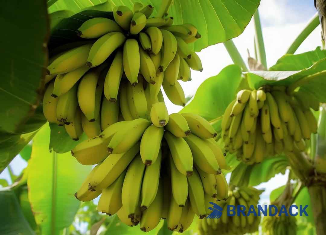 Banana Carton Packaging Boxes for Moving