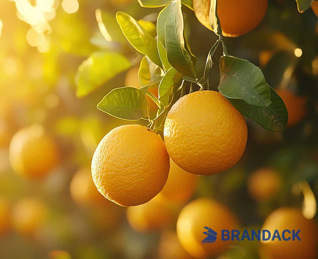 Fruit Packaging Solutions Cardboard Shipping Boxes Supplies