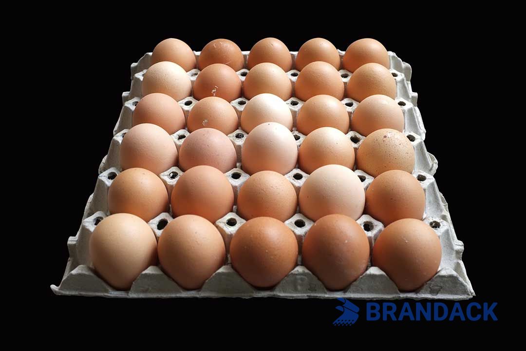 Custom Printed Egg Box Cartons Bulk with Flat Tray Packaging