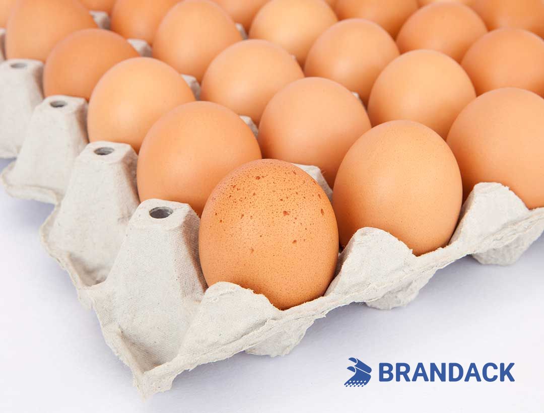 Custom Printed Egg Box Cartons Bulk with Flat Tray Packaging