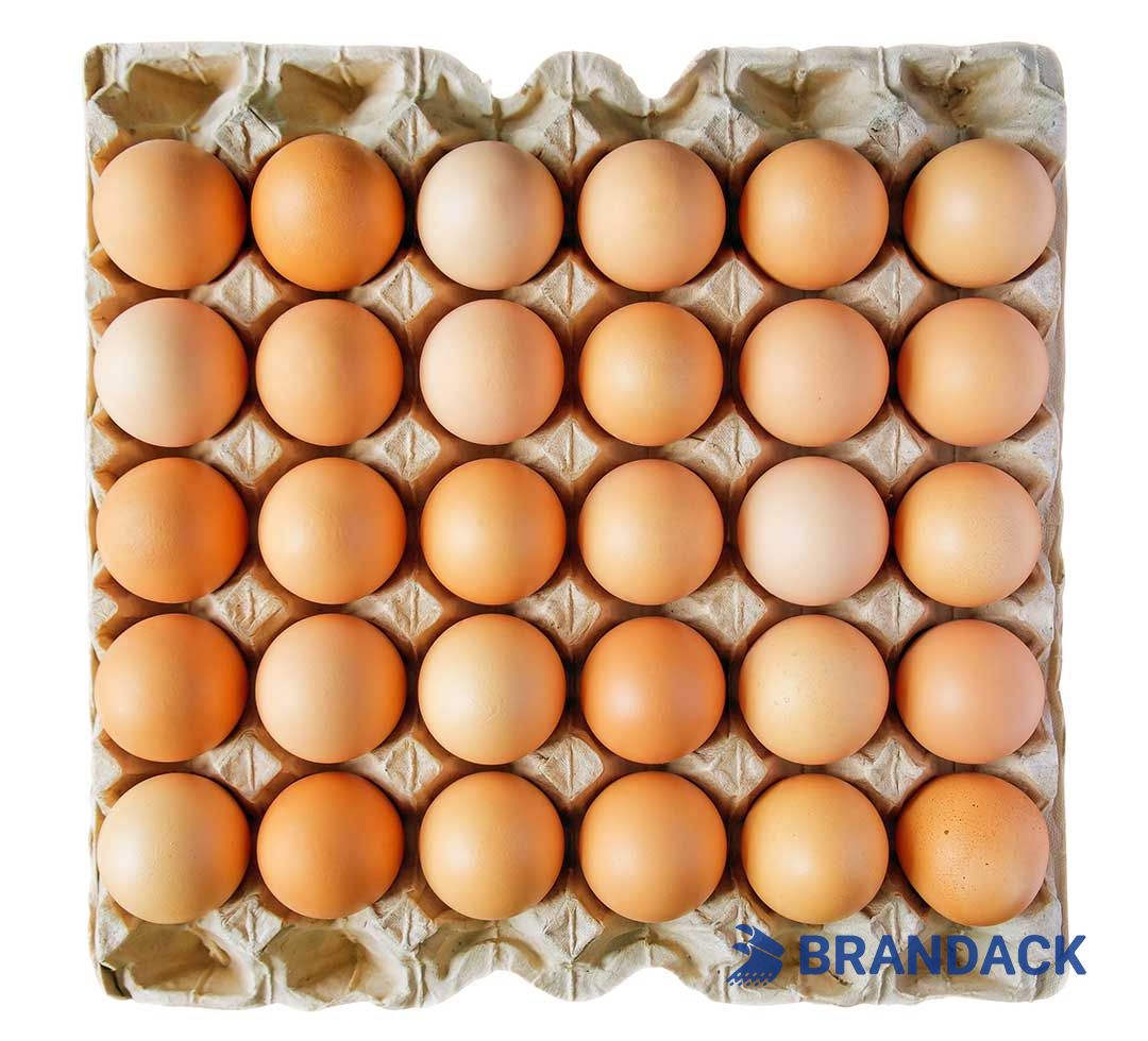 Custom Printed Egg Box Cartons Bulk with Flat Tray Packaging