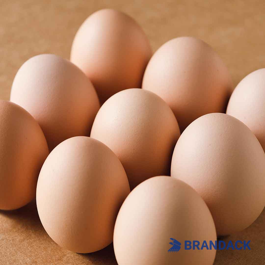 Custom Personalized Egg Corrugated Carton Box Manufacturer Custom Personalized Egg Corrugated Carton Box Manufacturer