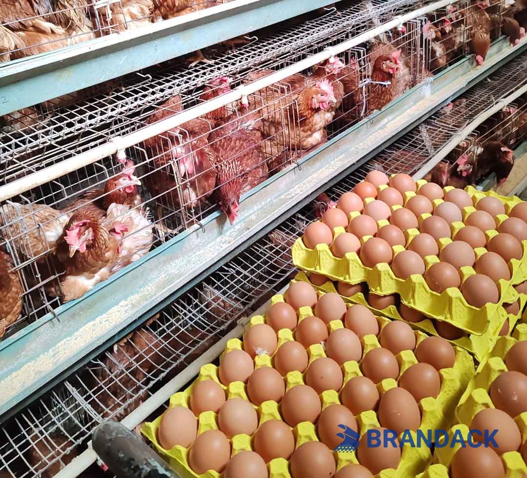 Custom Personalized Egg Corrugated Carton Box Manufacturer Custom Personalized Egg Corrugated Carton Box Manufacturer