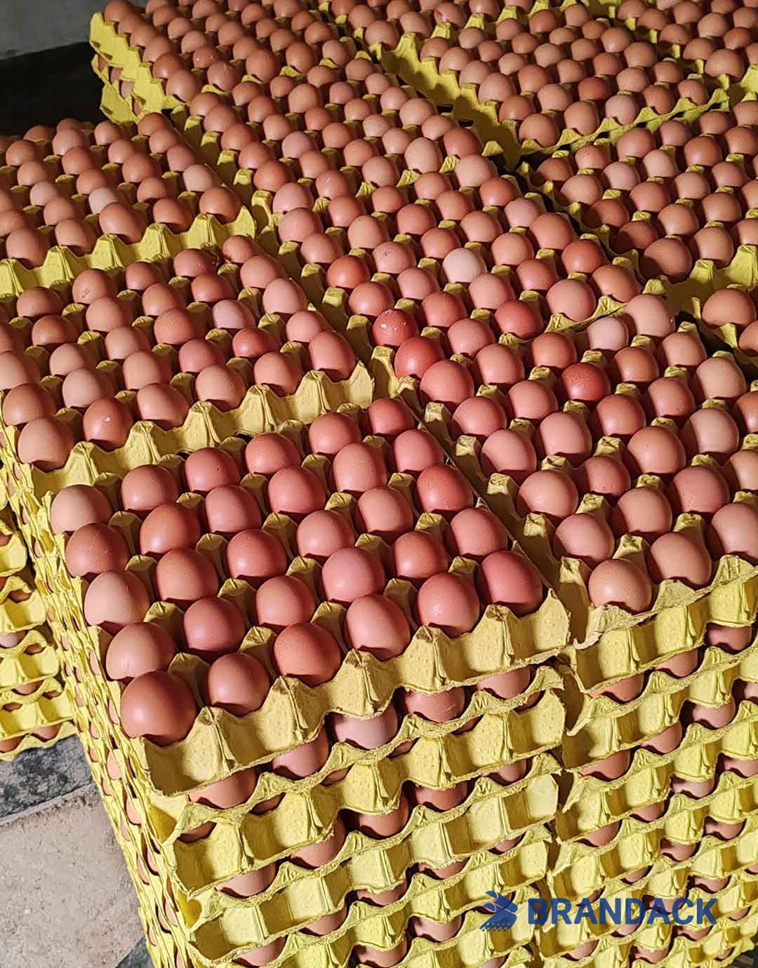 Custom Personalized Egg Corrugated Carton Box Manufacturer Custom Personalized Egg Corrugated Carton Box Manufacturer