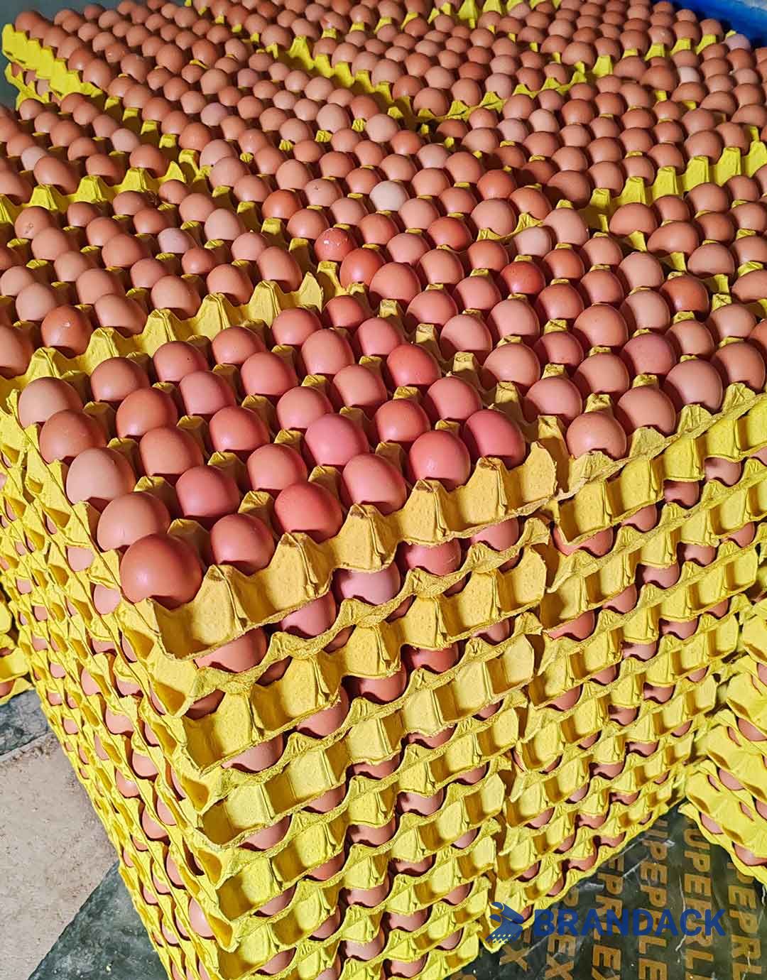 Custom Personalized Egg Corrugated Carton Box Manufacturer Custom Personalized Egg Corrugated Carton Box Manufacturer