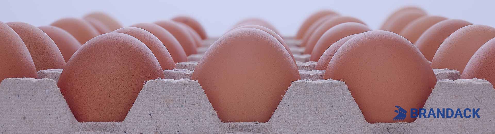 Custom Printed Egg Box Cartons Bulk with Flat Tray Packaging