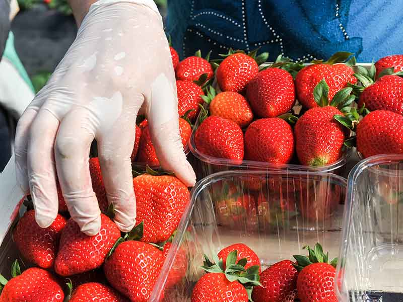 Strawberry Blister Packaging Boxes, Valentines Strawberry Gift Package Box, Strawberry Flat Carton Boxes